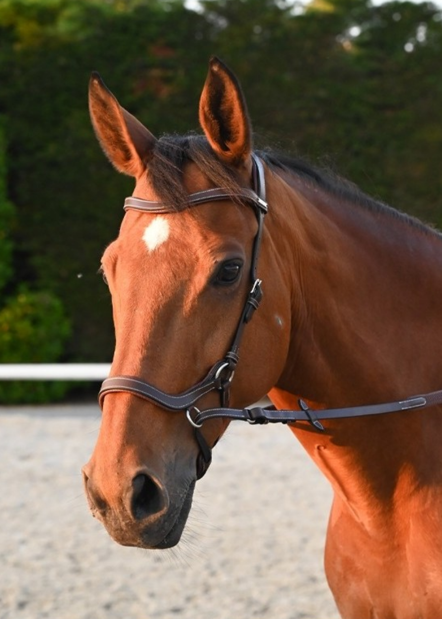 Lanière d'éperon cuir Harry's Horse - Boutique Equitation